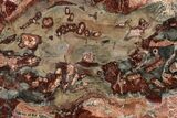 Beautiful Petrified Wood (Araucaria) Slab - Madagascar #361506-1